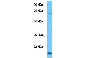 Image no. 1 for anti-Grainyhead-Like 3 (GRHL3) (C-Term) antibody (ABIN2777797)