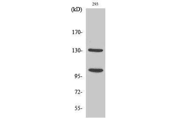 NOTCH2 Antikörper  (Asp1733, cleaved)