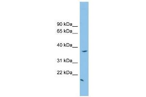 Image no. 1 for anti-FK506 Binding Protein Like (FKBPL) (N-Term) antibody (ABIN631941)