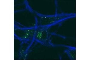 GABARAP antibody testing of mouse MEFs and mouse motor neurons.