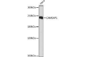 CAMSAP1 Antikörper  (AA 350-650)