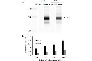 Image no. 2 for GATA Binding Protein 2 (GATA2) ELISA Kit (ABIN5526693)