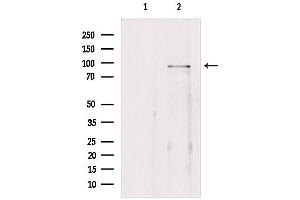 Image no. 3 for anti-Bromodomain Containing 3 (BRD3) (C-Term) antibody (ABIN6260308)