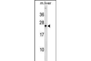 NOG Antibody (Center) (ABIN1538655 and ABIN2849634) western blot analysis in mouse liver tissue lysates (35 μg/lane).