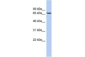 Image no. 1 for anti-Leucine Rich Repeat Transmembrane Neuronal 4 (LRRTM4) (Middle Region) antibody (ABIN2783963)