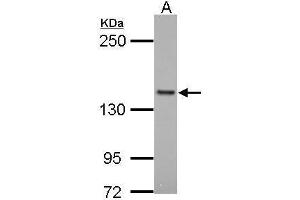 anti-Formin-Like 1 (FMNL1) (Internal Region) antibody