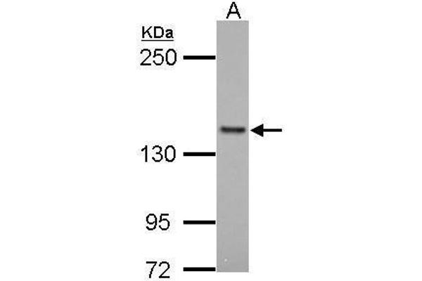 anti-Formin-Like 1 (FMNL1) (Internal Region) antibody