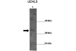Image no. 2 for anti-Ubiquitin Carboxyl-terminal Hydrolase L5 (UCHL5) (Middle Region) antibody (ABIN2786909)