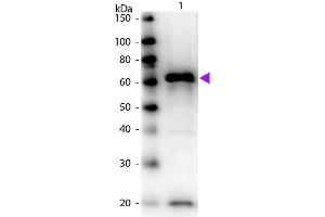 Western Blot of Biotin Conjugated Rabbit anti-Myc Epitope Tag antibody.