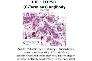 Image no. 2 for anti-COP9 Signalosome Subunit 8 (COPS8) (C-Term) antibody (ABIN1733270)
