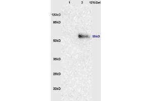 Image no. 2 for anti-Nuclear Respiratory Factor 1 (NRF1) (AA 51-180) antibody (ABIN675219)