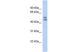 Image no. 1 for anti-Platelet-Activating Factor Acetylhydrolase 1b, Regulatory Subunit 1 (45kDa) (PAFAH1B1) (N-Term) antibody (ABIN2786516)