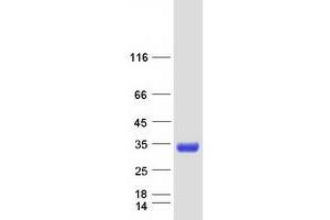 MBP/MBL Protein (Myc-DYKDDDDK Tag)