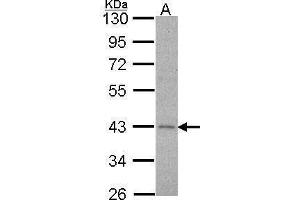 WB Image Sample (30 ug of whole cell lysate) A: Hela 10% SDS PAGE Alpha-2C adrenergic receptor antibody antibody diluted at 1:1000