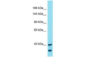 MYCBPAP 抗体  (N-Term)