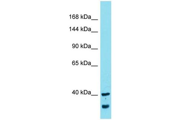 MYCBPAP 抗体  (N-Term)