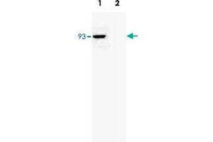 anti-RNA polymerase-associated protein RTF1 homolog (RTF1) antibody