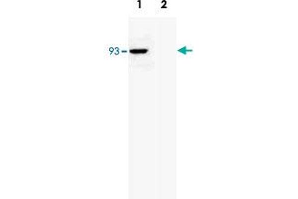 anti-RNA polymerase-associated protein RTF1 homolog (RTF1) antibody