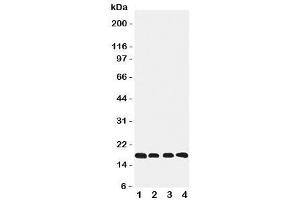 Image no. 3 for anti-Cyclophilin B (PPIB) (C-Term) antibody (ABIN3032177)
