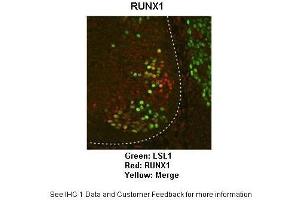 Image no. 4 for anti-Runt-Related Transcription Factor 1 (RUNX1) (Middle Region) antibody (ABIN2792598)