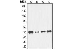 Image no. 2 for anti-Nuclear Transcription Factor Y, gamma (NFYC) (N-Term) antibody (ABIN2707655)