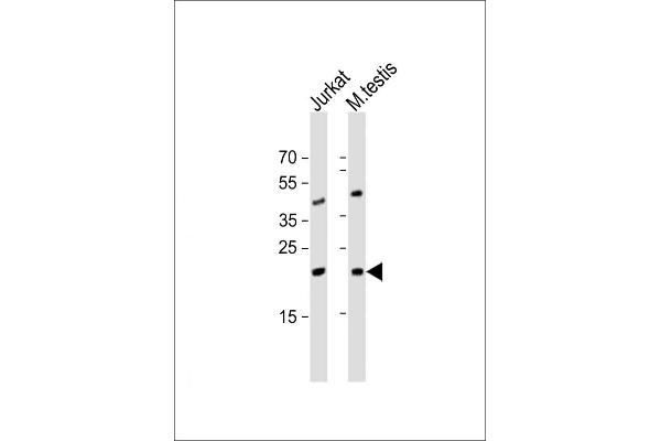 ORMDL3 抗体  (AA 53-81)