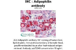 Image no. 2 for anti-Perilipin 2 (PLIN2) (AA 28-281) antibody (ABIN1731557)