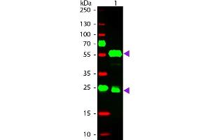 Western Blotting (WB) image for Donkey anti-Guinea Pig IgG (Heavy & Light Chain) antibody (TRITC) - Preadsorbed (ABIN1043950)