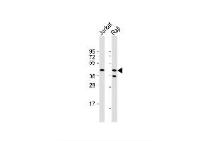Image no. 4 for anti-CD82 (CD82) (AA 239-267), (C-Term) antibody (ABIN390184)