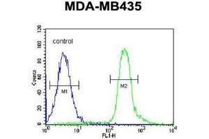 Image no. 3 for anti-Vacuolar Protein Sorting 52 Homolog (VPS52) (AA 613-641), (C-Term) antibody (ABIN955527)