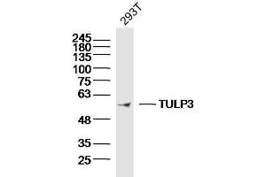 Image no. 1 for anti-Tubby Like Protein 3 (TULP3) (AA 251-350) antibody (ABIN1386033)