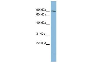 Image no. 1 for anti-Protein Kinase C, beta 1 (Pkc beta 1) (N-Term) antibody (ABIN634421)