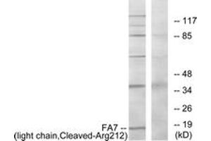 Image no. 1 for anti-Coagulation Factor VII (F7) (AA 171-220), (Cleaved-Arg212) antibody (ABIN1536130)