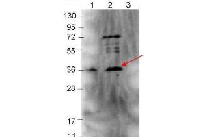 Western Blotting (WB) image for anti-p39 antibody (ABIN964722)