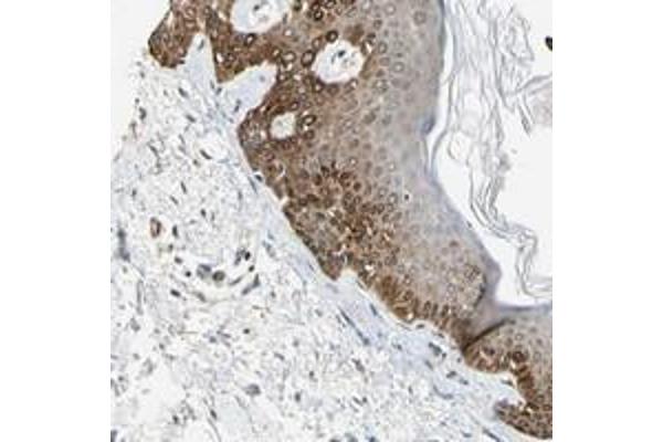 FAM213A antibody