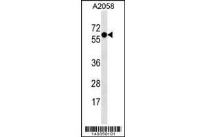 Image no. 1 for anti-Synaptotagmin IV (SYT4) (AA 57-85), (N-Term) antibody (ABIN1539478)