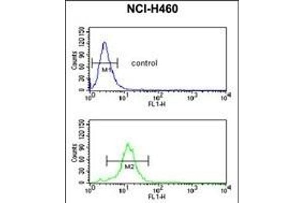 PPAP2C anticorps  (C-Term)