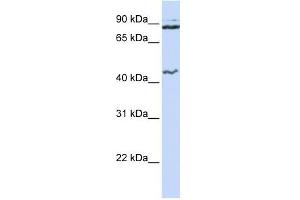Image no. 1 for anti-Minichromosome Maintenance Deficient 9 (MCM9) (N-Term) antibody (ABIN634125)