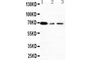 Image no. 2 for anti-X-Ray Repair Complementing Defective Repair in Chinese Hamster Cells 1 (XRCC1) (AA 15-34), (N-Term) antibody (ABIN3044234)
