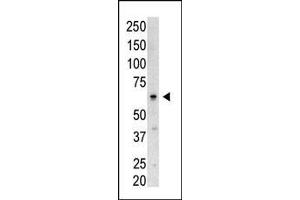 Image no. 1 for anti-SUMO/sentrin Specific Peptidase 3 (SENP3) (AA 1-30), (N-Term) antibody (ABIN388047)