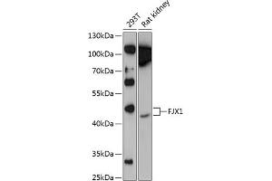 FJX1 Antikörper  (AA 138-437)