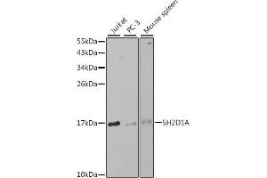 SH2D1A anticorps  (AA 1-128)