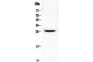Image no. 1 for anti-Fms-Related tyrosine Kinase 3 Ligand (FLT3LG) (AA 28-189) antibody (ABIN5518989)