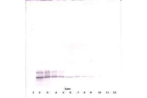 Image no. 1 for anti-Defensin, beta 104A (DEFB104A) antibody (ABIN465325)