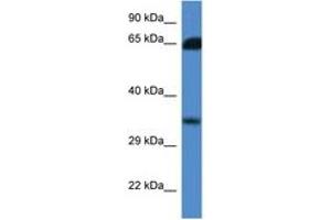 Image no. 1 for anti-Methylthioribose-1-Phosphate Isomerase 1 (Mri1) (AA 100-149) antibody (ABIN6746835)