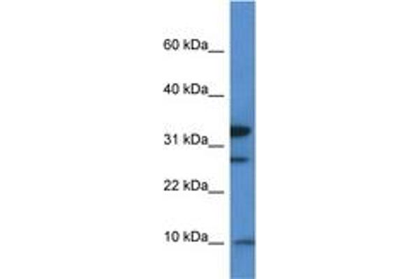 MRPS33 Antikörper  (AA 50-99)