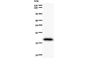 anti-TAF6 RNA Polymerase II, TATA Box Binding Protein (TBP)-Associated Factor, 80kDa (TAF6) antibody