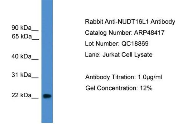 NUDT16L1 antibody  (Middle Region)