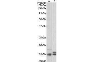 Image no. 2 for anti-Neurogranin (NRGN) (Internal Region) antibody (ABIN571065)