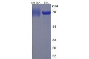 Image no. 3 for Proline Rich, Lacrimal 1 (PROL1) protein (BSA) (ABIN1880192)